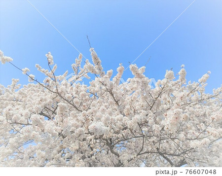 桜⑥ 76607048