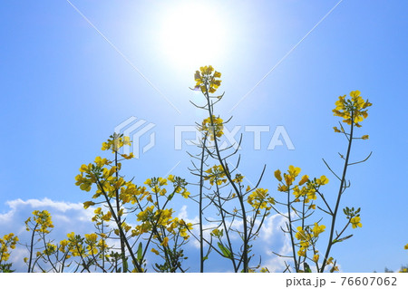 菜の花と青空 菜の花と青空 76607062