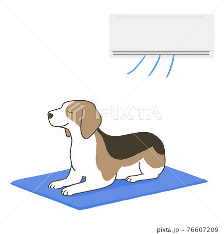 熱中症対策をするビーグル 76607209