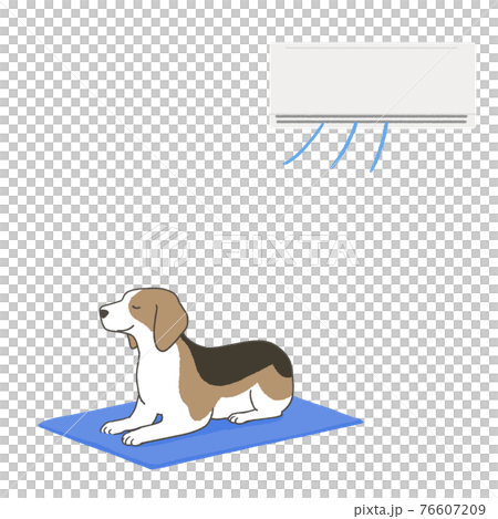 熱中症対策をするビーグル 76607209