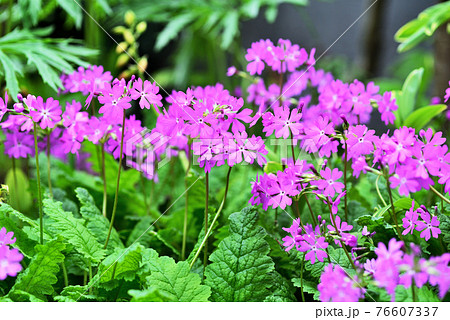 桜草 桜草 76607337