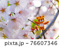 桜とトラ　2022年寅年　年賀状素材 76607346