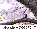 桜の木に登るくまちゃん 76607347