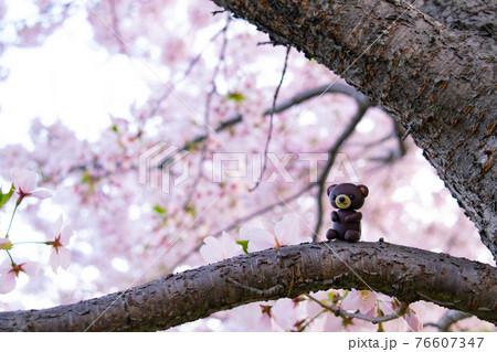 桜の木に登るくまちゃん 桜の木に登るくまちゃん 76607347