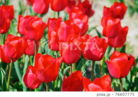 【品種：イルデフランス】鮮やかな赤色の花びらのチューリップ 76607775