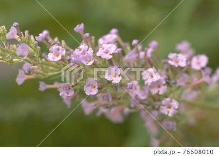 フサフジウツギ 房藤空木 のピンクの小花が可愛いの写真素材