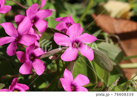 早春の野原に咲くイモカタバミのピンクの花の写真素材