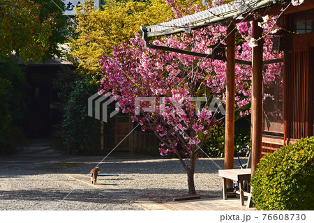 熊本県　熊本市　水前寺公園 76608730