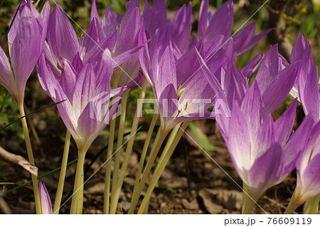 コルチカム イヌサフラン のピンクの花型が可愛いの写真素材