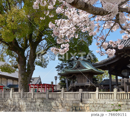 楠の大木と満開の桜に抱かれて祀られる稲荷神社は元奉安殿 76609151