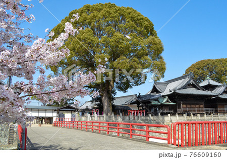 満開になった桜の参道の先に、パワースポットの楠が見える 満開になった桜の参道の先に、パワースポットの楠が見える 76609160