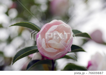 薄ピンクのサザンカ 山茶花 の花が優しい色合いの写真素材