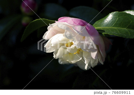 薄ピンクのサザンカ 山茶花 の花が優しい色合いの写真素材