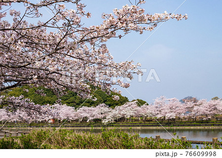 亀鶴公園の桜 香川県さぬき市 の写真素材