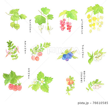 ベリーの花と実水彩セット 76610585
