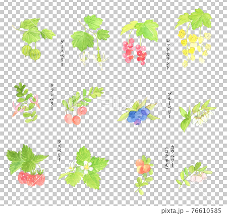 ベリーの花と実水彩セット 76610585