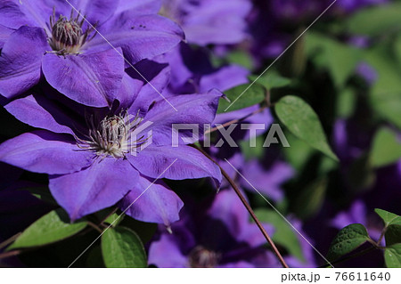 クレマチス（テッセン） 76611640