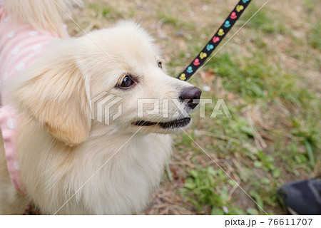 小型犬　ポメックス　笑顔 76611707
