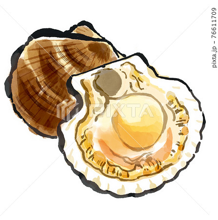 美味しそうな帆立貝 美味しそうな帆立貝 76611709