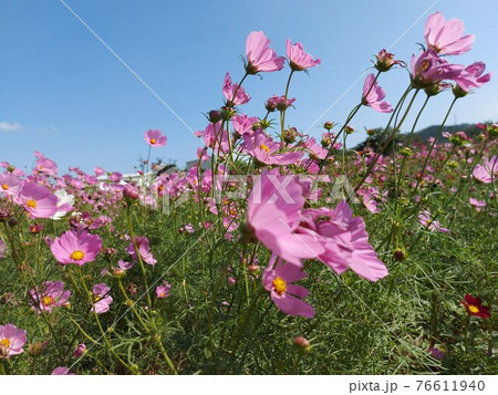 アキザクラ コスモ コスモス 76611940