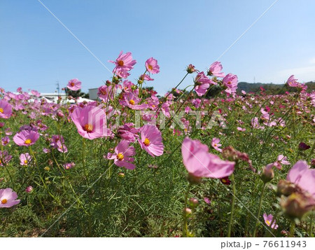 花 フラワー お花 76611943