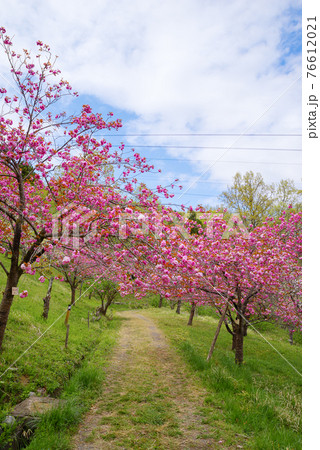 埼玉県　長瀞　宝登山　通り抜けの桜 76612021