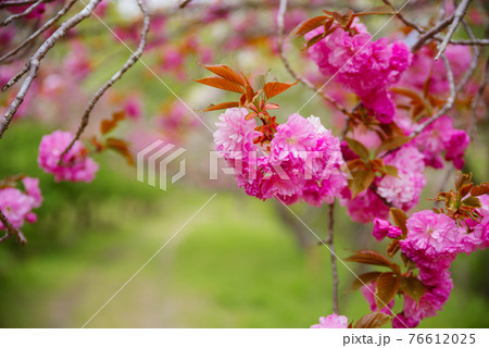 埼玉県 長瀞 宝登山 通り抜けの桜 埼玉県 長瀞 宝登山 通り抜けの桜 76612025