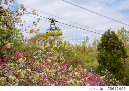 埼玉県　長瀞　宝登山　通り抜けの桜 76612066