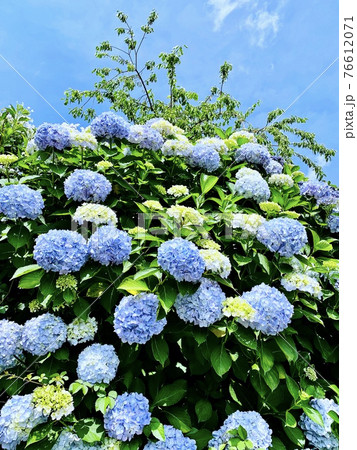 棚田の紫陽花と青空 (四谷千枚田/愛知県新城市) 棚田の紫陽花と青空 (四谷千枚田/愛知県新城市) 76612071