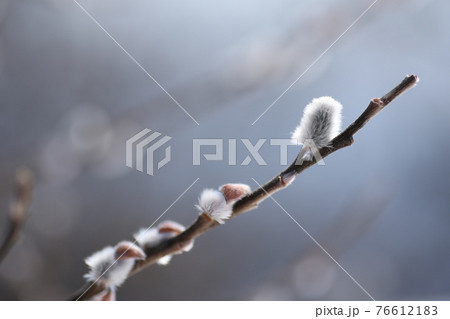 ねこやなぎの花穂 ねこやなぎの花穂 76612183