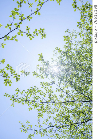 落葉木の見上げる新緑 76612198