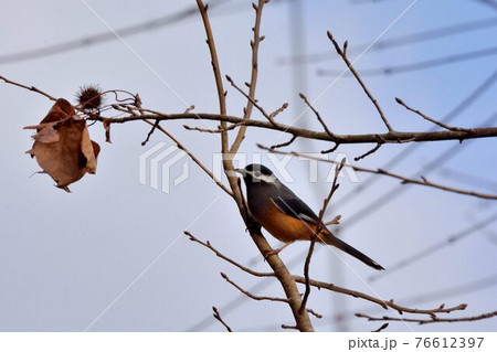 鳥 台湾 温帯 76612397