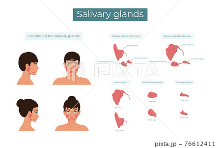Vector illustration of the parotid, submandibular and sublingual salivary glands. The location of the salivary glands. 76612411
