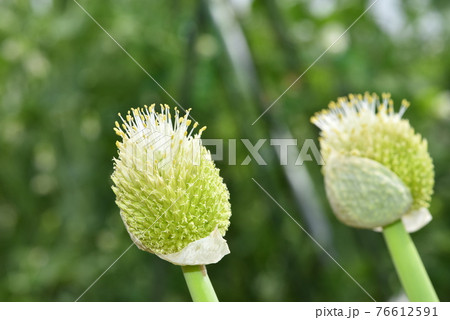 二個ののネギ坊主に花が咲いている 76612591