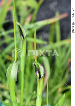 三本のカラスビシャクの仏炎苞 三本のカラスビシャクの仏炎苞 76612592