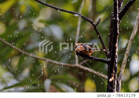 鳥綱 赤い頭 赤色 76613179