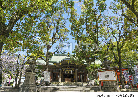 浪速高津宮（高津神社）拝殿　2021年3月　桜　春 76613698