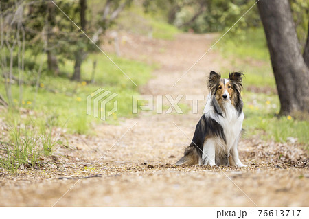 ウッドチップの道でお座りをする犬 シェルティ ペット ウッドチップの道でお座りをする犬 シェルティ ペット 76613717