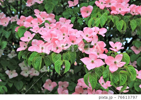 ヤマボウシ ヤマボウシ 76613797