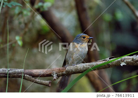 台湾 昆虫 虫 76613911