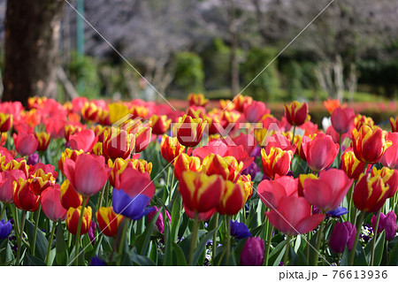 石橋文化センターの花壇 76613936