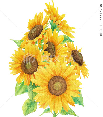 向日葵の集まり(透明水彩イラスト) 76614230