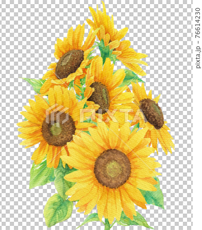 向日葵の集まり(透明水彩イラスト) 76614230