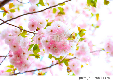 桜 桜 76614370