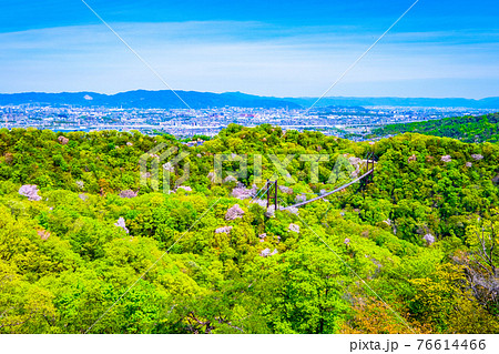 府民の森 ほしだ園地の新緑 府民の森 ほしだ園地の新緑 76614466