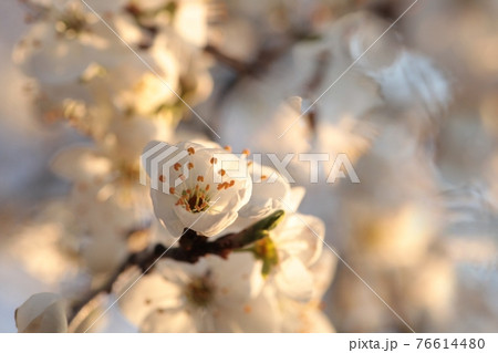 Spring flowers blooming on a tree 76614480