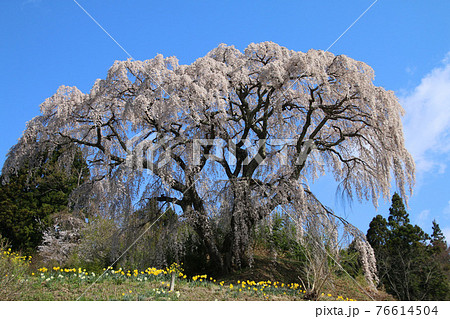 芹ヶ沢桜（福島県・三春町） 76614504