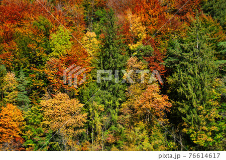 Autumn forest trees close up with vibrant red, yellowand green colors 76614617