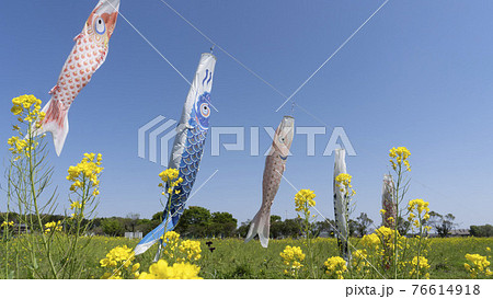 鯉のぼりをバックに咲く菜の花と青空のコピースペース 鯉のぼりをバックに咲く菜の花と青空のコピースペース 76614918