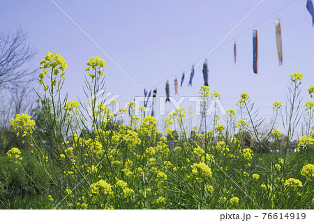 ぼかした鯉のぼりに菜の花 ぼかした鯉のぼりに菜の花 76614919